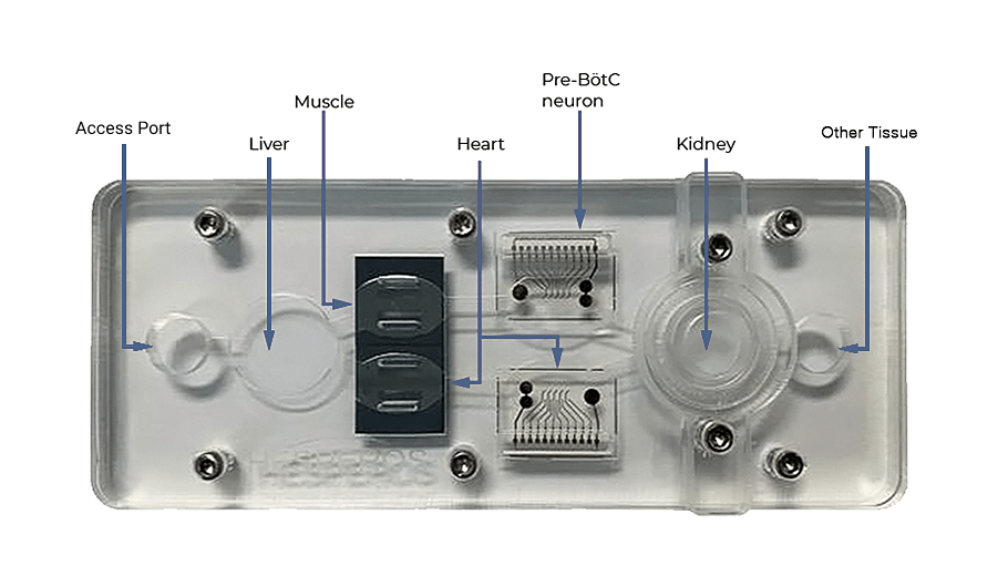 Example 5-organ model funded by NIH's HEAL initiative to study the effects of an overdose