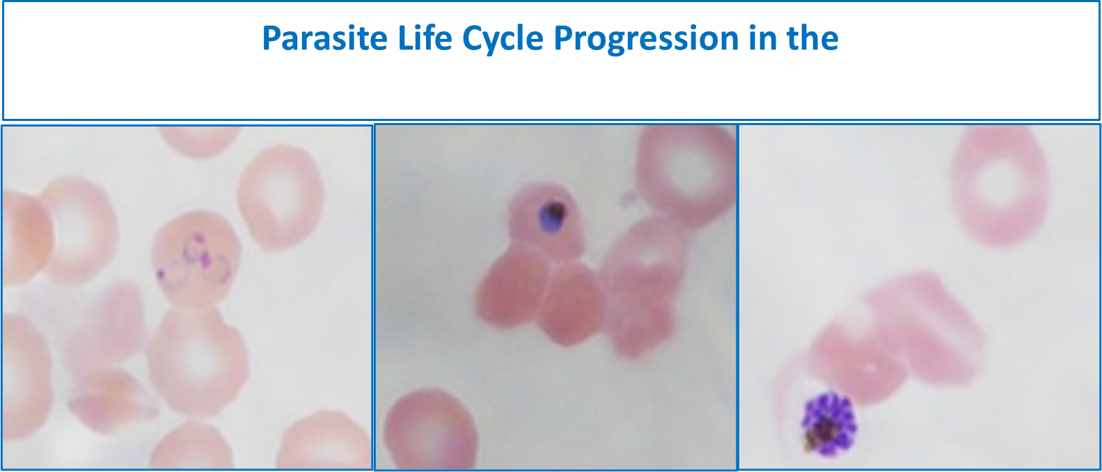 Parasite Life cycle